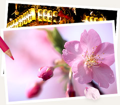 河津の桜と観光を気軽に楽しもう！